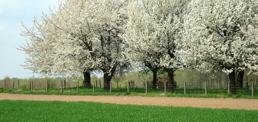 Lentebloesems in Limburg